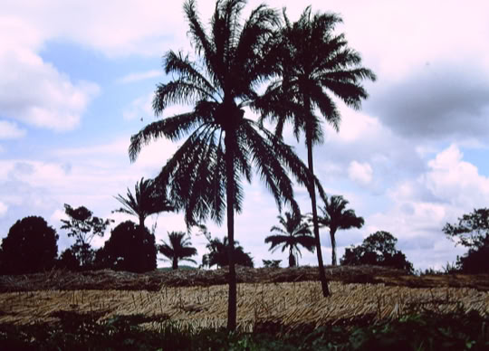 Santo Amaro da Purificação, Bahia